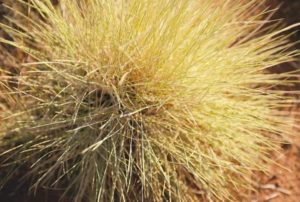 Stick like glue: Spinifex grass is a common plant found in desert areas of Australia. Did you know that this spiny menace has also been used for centuries by Aboriginal people as a type of glue? Spinifex resin is collected in large quantities by beating the plant into a wooden container. The solid is then melted and formed into a large adhesive ball. Once cooled, the resin sets and is incredibly strong. Aboriginal people have used this resin to make tools, weapons and shelter, and as a potent medicine. Western scientists are now investigating how this resin can be used in modern building applications as a sustainable material to replace synthetic resins. (Source: Tourism NT http://www.travelnt.com)