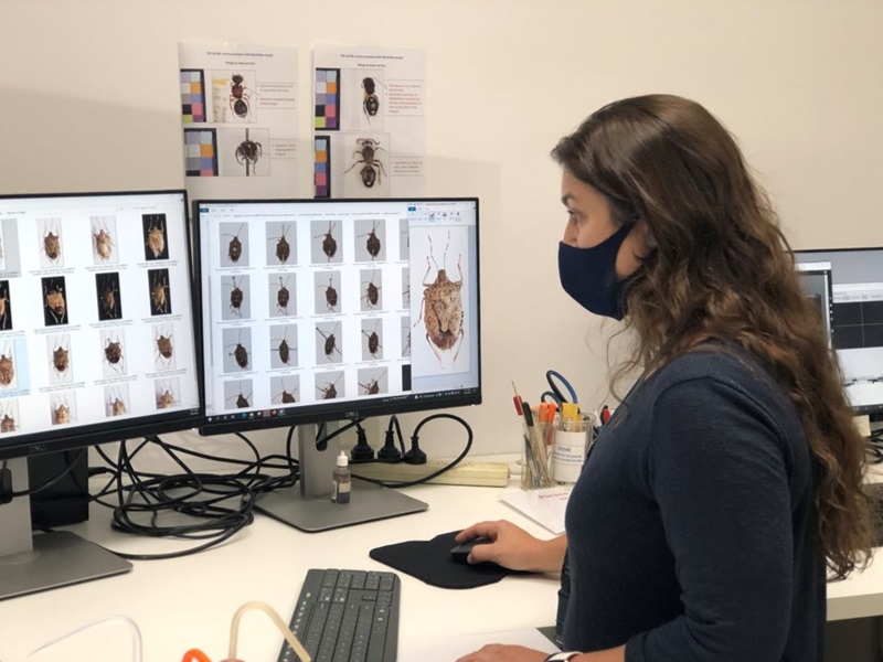 A woman looking at images of the stink bug on a computer. 