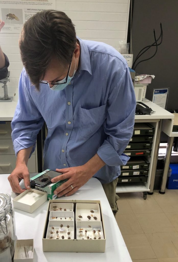 A man looking at pinned specimens in a lab.