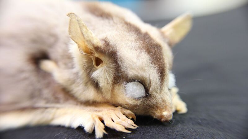 Close up of head of a taxidermied sugar glider specimen in the Australian National Wildlife Collection showing striped fur with cotton wool visible in the eye sockets.