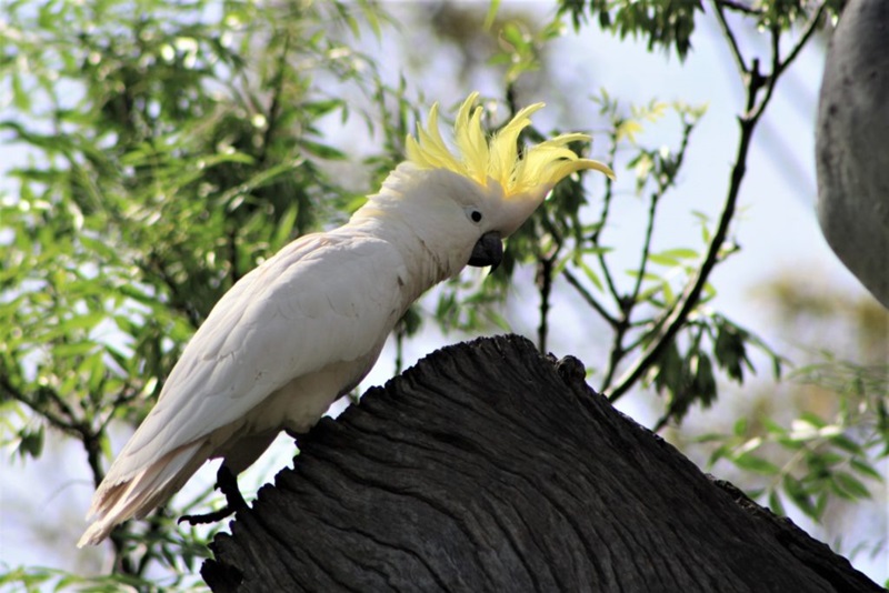Sulphur-crested cockatoo with a white body and yellow crest is captured in profile perched on a tree stump. A tree with green leaves is out of focus in the background.