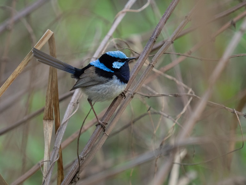 Superb fairy-wren with a blue and black head and grey/brown body and chest perched on some thin dry branches.