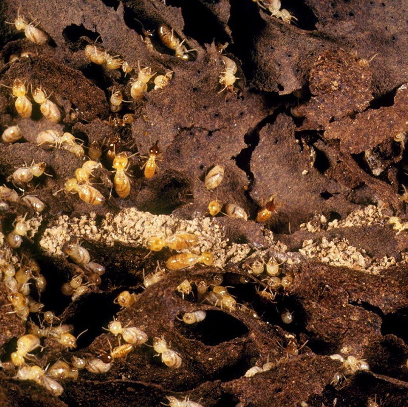 Image of worker termites together with a few soldiers in their nest galleries