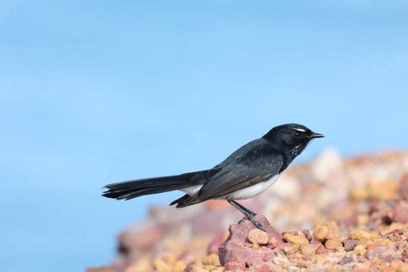 Black and white willie wagtail perched on a surface covered in small rocks.