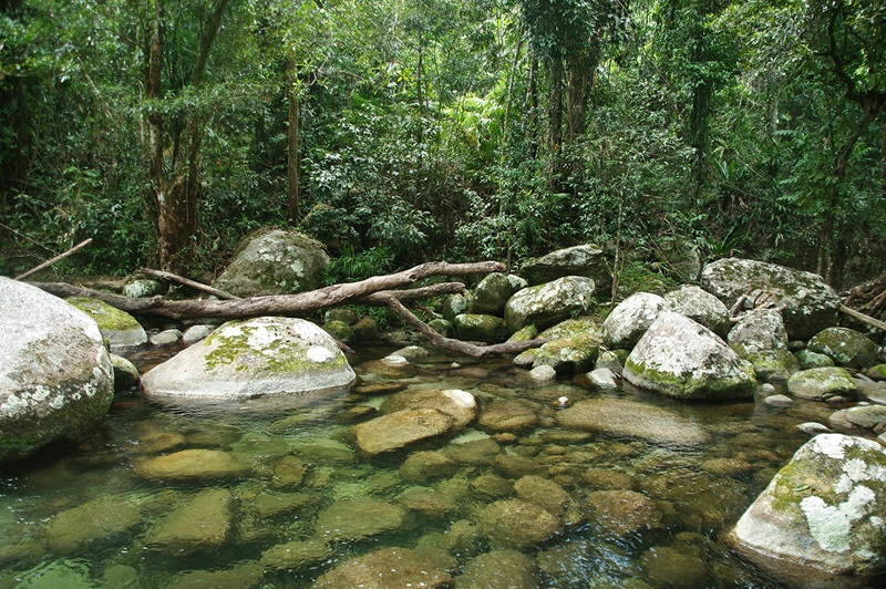 rainforest rocky pool surrounded by forest