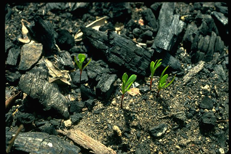 green seedlings sprouting from blackened ground