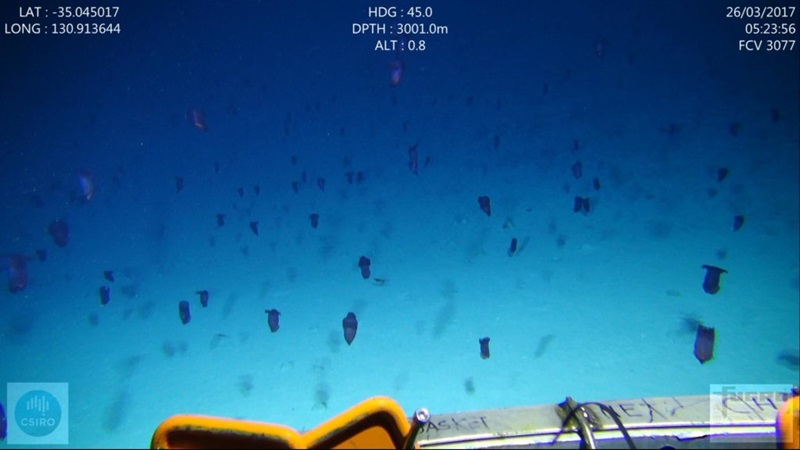 school of sea cucumbers swimming at seafloor