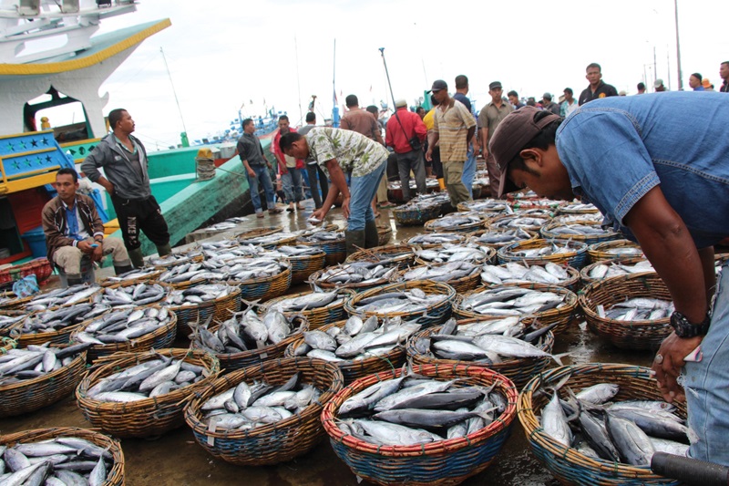 Tuna in cane baskets on a dock, being inspected by people