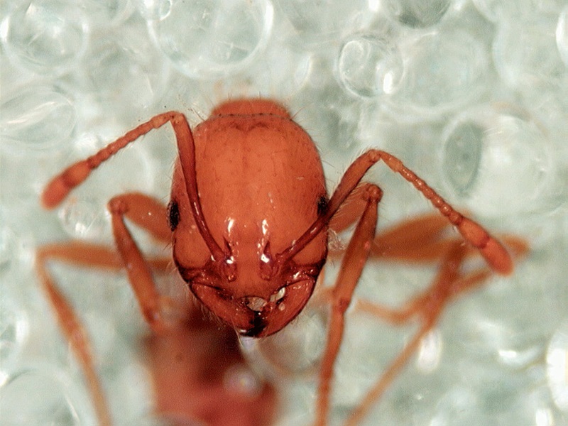 A tropical fire ant from up close