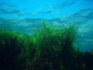 seagrass