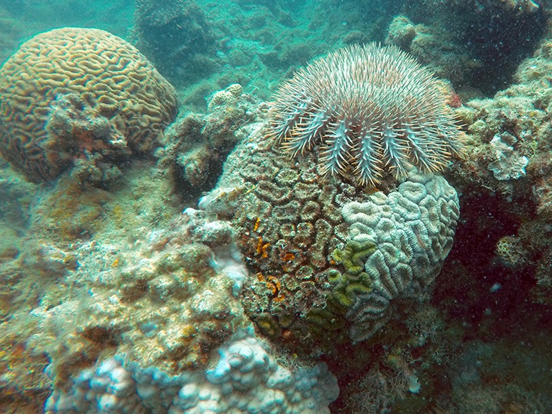 Spiky starfish on coral underwater