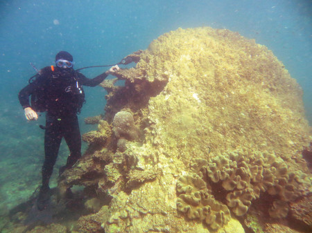 diver next to giant coral