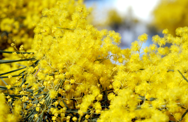 Close up of small fluffy yellow flowers