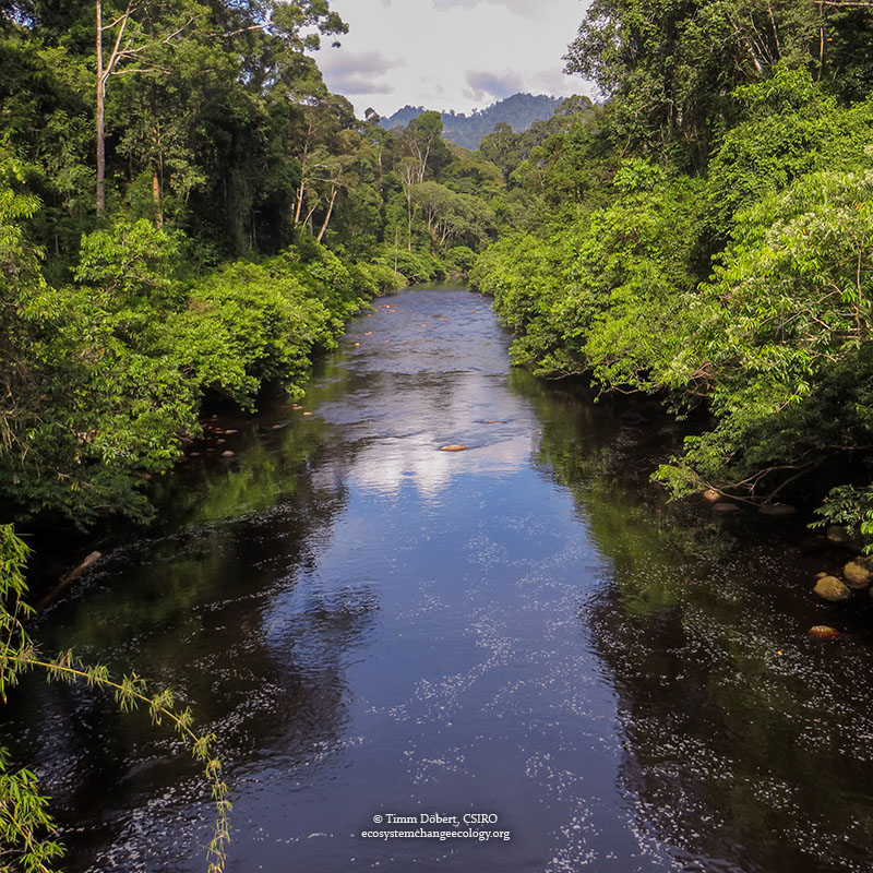 river carving through dense rainforest