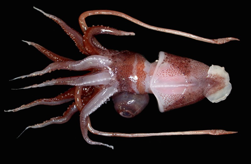squid against black background
