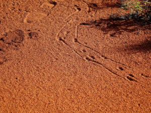 Animal tracks on red dirt