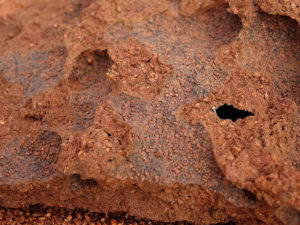 Close up of termite chambers and termite