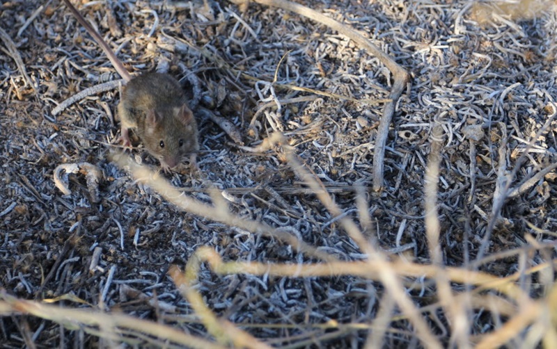 mouse looking up at camera