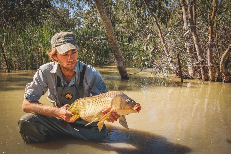 man in galoshes knee deep in water holding a carp