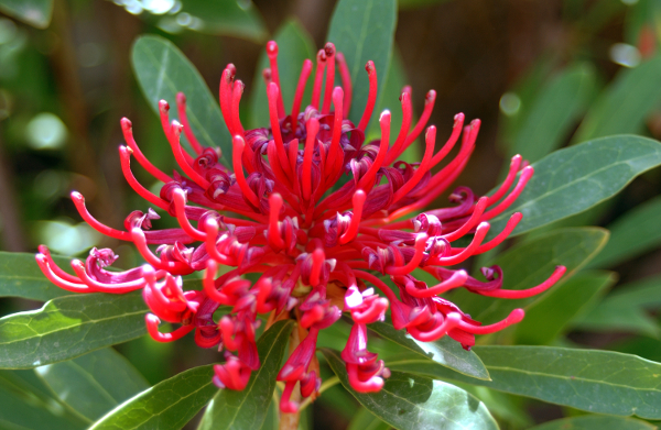 Red spindly flower with green leaves radiating from its base