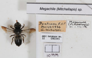 pinned fly as part of collection