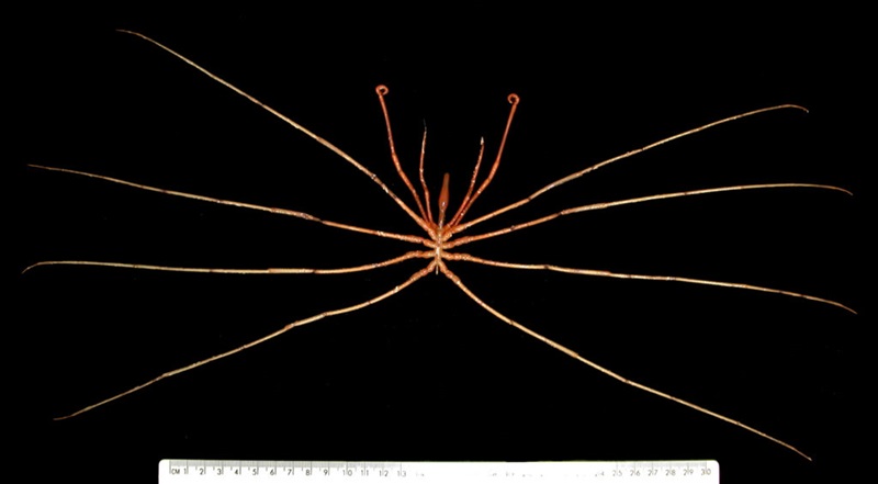 underwater spider against black background