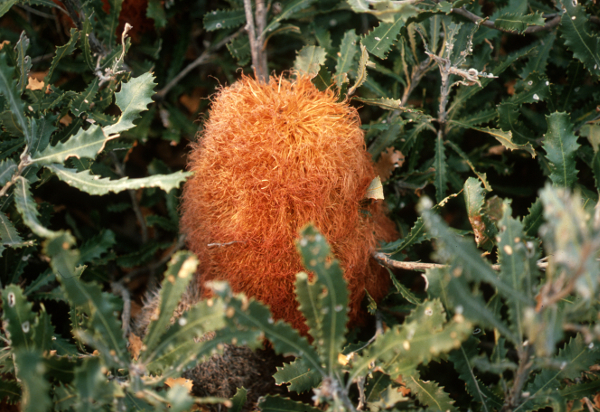 Brown furry flower surrounded by jagged edged green leaves