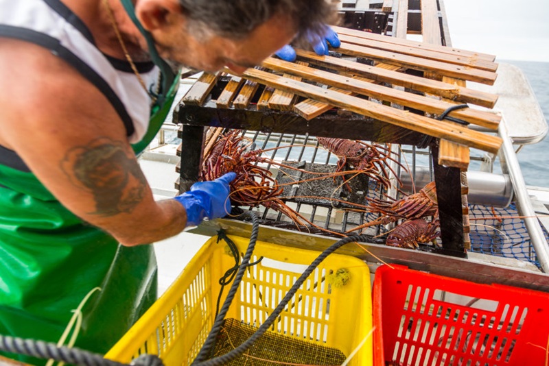 A man puts hand into crate full of rock lobsters