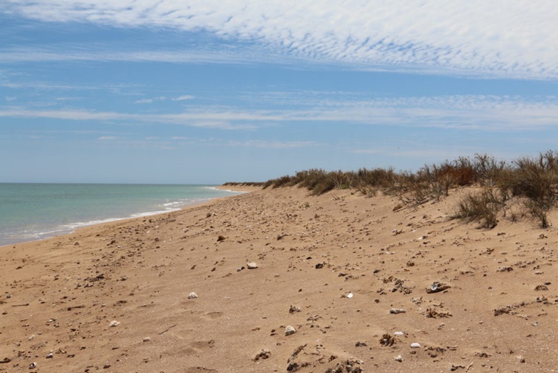 sandy beach with scrubby dune
