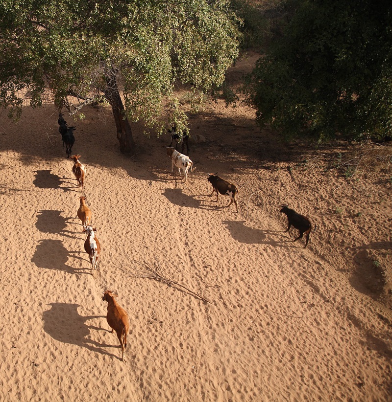 cattle on dry river bed