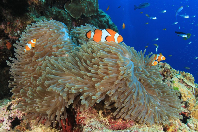Orange fish on coral reef