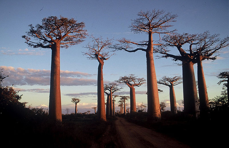 Stand of trees will tall, thick and straight trunks along a road