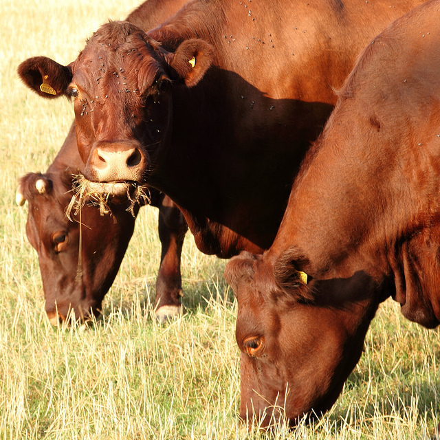 cows eating