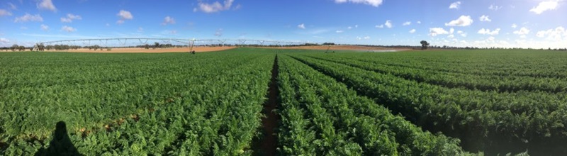 A lush green Kagome field of carrots. Image by Kagome