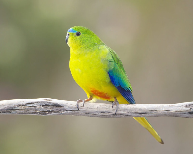 A yellow green and multicoloured parrot