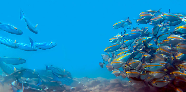 A school of blue and gold striped fish swimming on the right and a smaller school of blue fish on swimming on the left