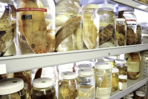 Shelves containing clear jars with fish in them in clear fluid