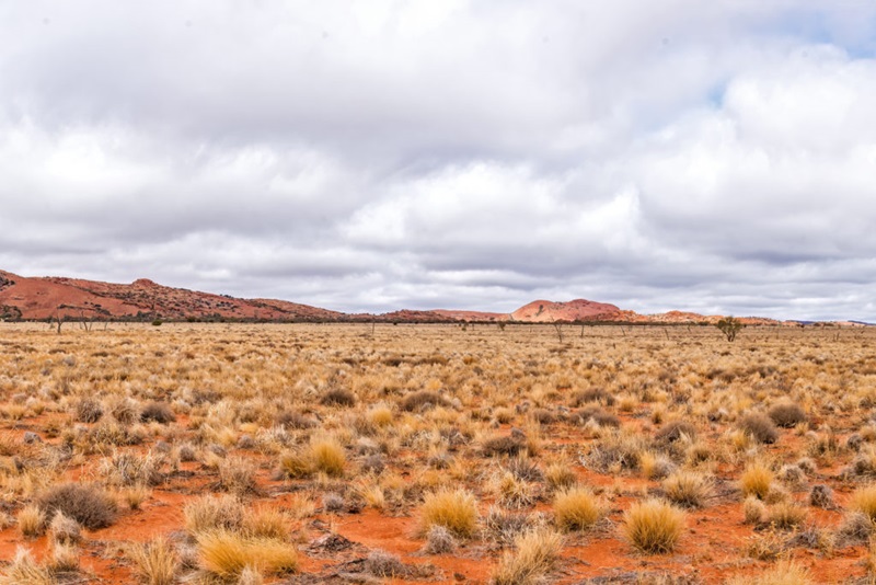 Showing the dry land and shrub of the Aṉangu Pitjantjatjara Yankunytjatjara (or APY lands) in South Australia