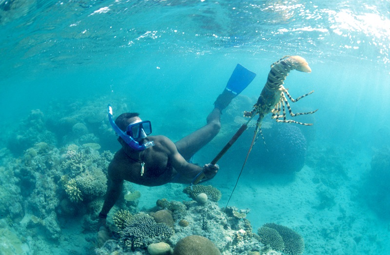 man snorkelling with lobster