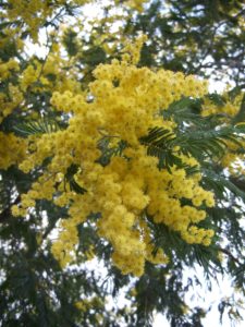 Small spherical yellow flowers