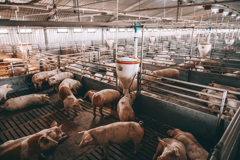 Pig farm