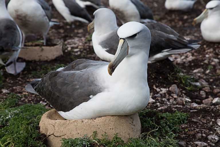 A shy albatross sits on an artificial nest made of mud and concrete