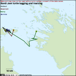 Tracks of the four turtles tagged by Bardi Jawi. Image: seaturtle.org