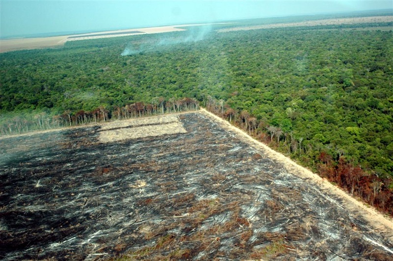 A square block of deforested and burnt land next to green rainforest