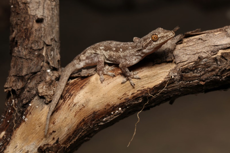 A gecko on a branch