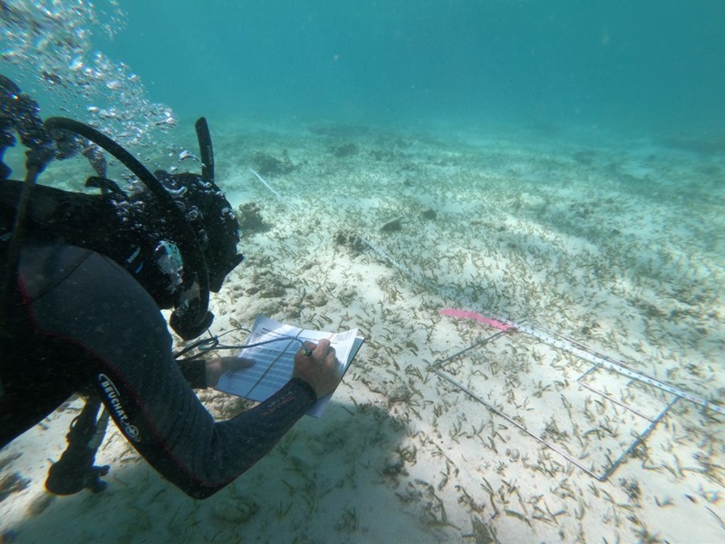 Underwater shot of scientist writing notes on seagrass survey