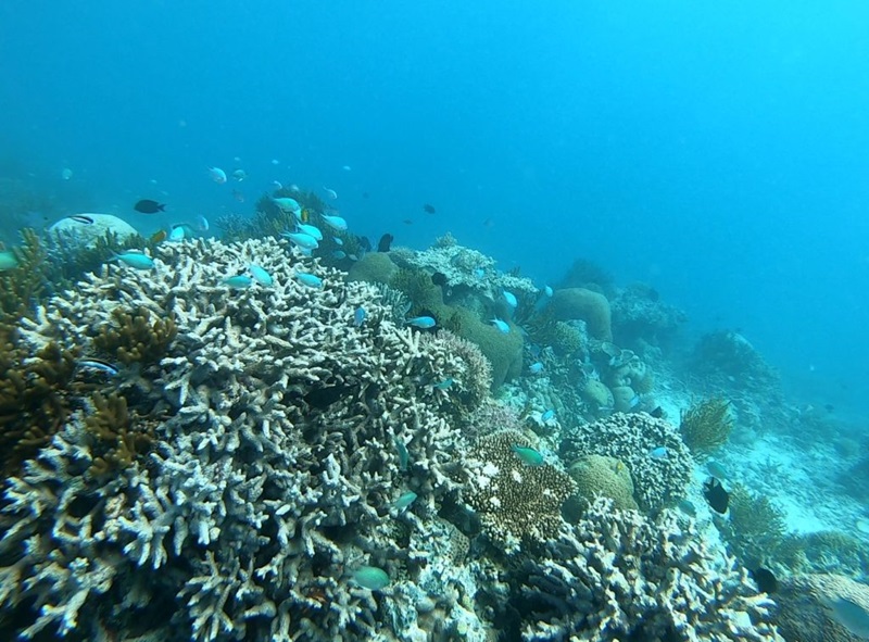 Coral reef - underwater shot