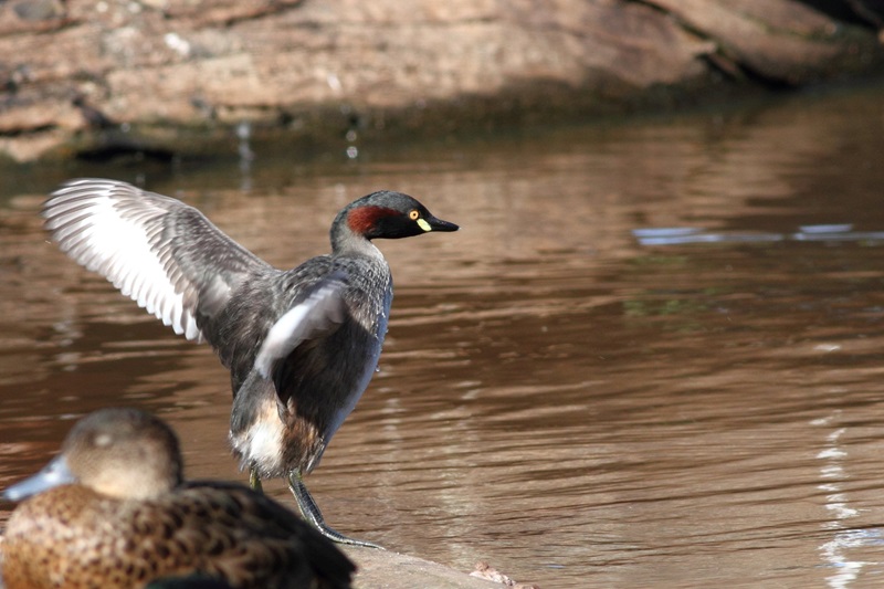 A water bird standing in shallow water and stretching its wings