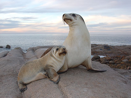 sealion mother and pup