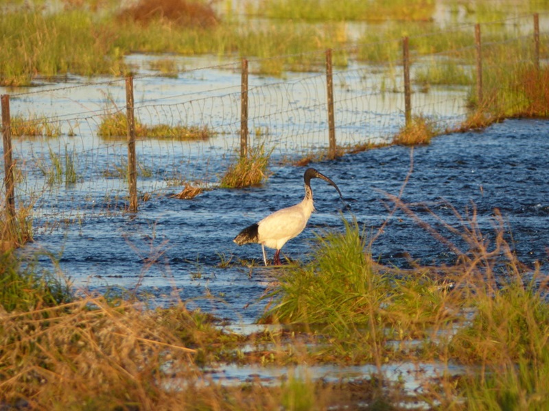 ibis knee deep in marsh